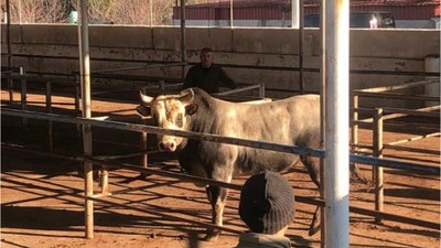 Havran'a Boz Irk Üretim Tesisi Kuruluyor