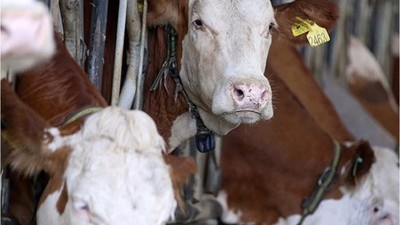 USK, çiğ süt tavsiye fiyatını üreticinin eline 13,5 lira geçecek şekilde belirledi