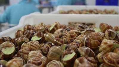 Deniz Salyangozu İhracatı Hamsiyi Solladı!