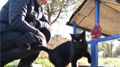 Karesi Belediyesi Sokak Hayvanlarına Yardım Eli Uzatıyor