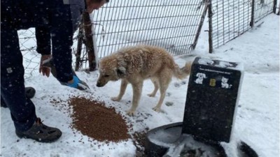 Sokak ve Yaban Hayvanlarına Mama Desteği