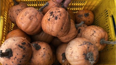 Balıkesir'de Yetişiyor Sadece Bilenler Tercih Ediyor