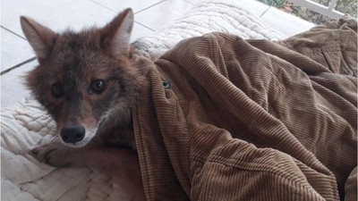 Yaralı Tilki Yaşam Savaşını Kazandı