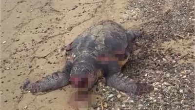 100 Yaşındaki Ölü Caretta Caretta Sahile Vurdu