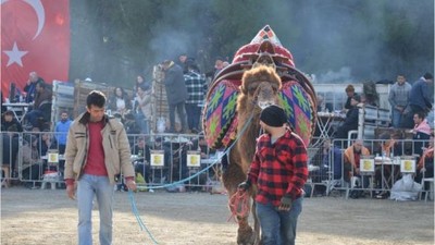 120 Pehlivan Deve Gömeç'te Kıyasıya Yarıştı