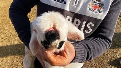 Çenesi Anormal ve Sağ Gözü Olmayan Kuzu Şaşırttı