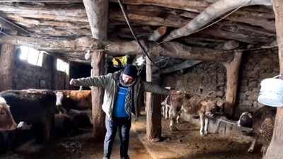 İneklerinin Süt Verimini 'Dilber' şarkısıyla arttırıyor