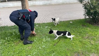 Jandarma Ekipleri Sokak Hayvanlarının Yanında