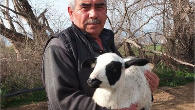 Kuzularının Kesilmesine Gönlü Razı Olmayınca Satıştan Vazgeçti