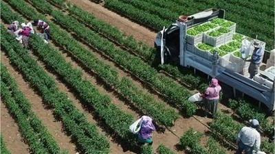Karacabey'de Bitkisel Üretim İşçilik Hizmeti Alınacak