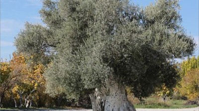 Zeytin Üretimine Yapay Zeka Dokunuşu