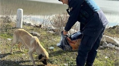 Jandarma bin 665 sokak hayvanına sahip çıktı