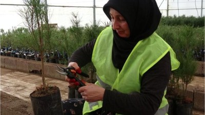 Balıkesir'in Ağaçları Türkiye Ormanlarını Şekillendiriyor