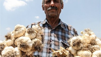 Balıkesir Sarımsağı Şifa Dağıtıyor