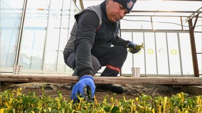 Karesi Belediyesi Kendi Çiçeklerini Üretiyor