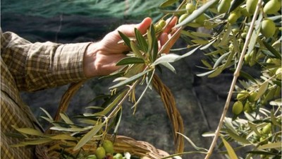 Edremit'te Baharın Müjdesi Meci Şenliği Başlıyor