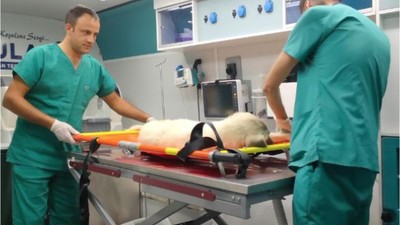 Pati Projesiyle Sokak Hayvanları İçin Yeni Adım