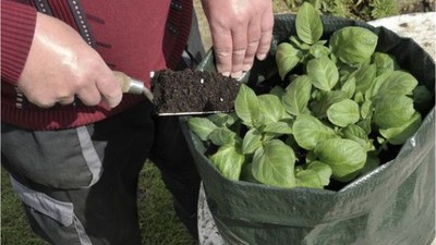 Saksı Bahçeciliğinde Usta Olmanın Yolları