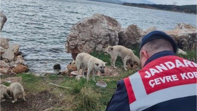 Kırsal Mahallelerdeki Sokak Hayvanları Unutulmuyor