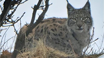 Tunceli’de kırmızı listedeki vaşak fotoğraflandı