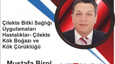 Çilekte bitki sağlığı uygulamaları hastalıklar-Çilekte kör boğazı ve kök çürüklüğü