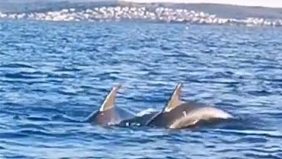 Ayvalık Körfezi'nde Yunusların Sevimli Gösterisi