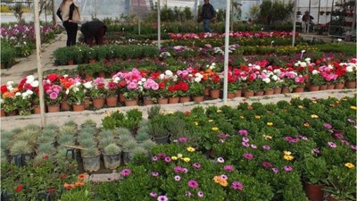 Baharın Gelişiyle Çiçek Satışları Arttı