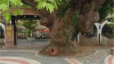 Balıkesir'de Atatürk'ün Çınarı: Bir Tarihi Anıtın Hikayesi