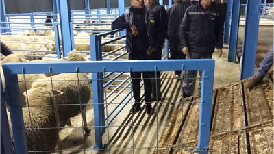 Canlı Hayvan Pazarına Yoğun İlgi