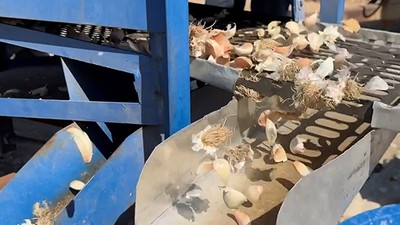 Çiftçinin geliştirdiği "sarımsak dişleme makinesi" kolaylık sağlıyor