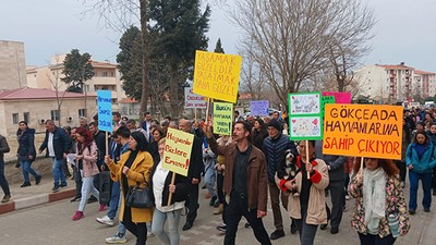 Gökçeada'da 14 köpeğin telef edilmesine hayvanseverlerden tepki