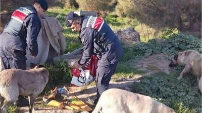 Jandarma Sokak Hayvanları İçin Seferber Oldu