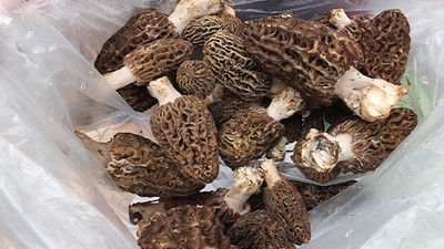 Kuzu Göbeği Mantarı Altın İle Yarışıyor