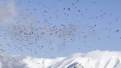 Uludağ’ın eteklerinde leyleklerin dansı böyle görüntülendi