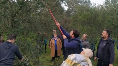 Verimli Zeytincilik İçin Eğitim Dokunuşu