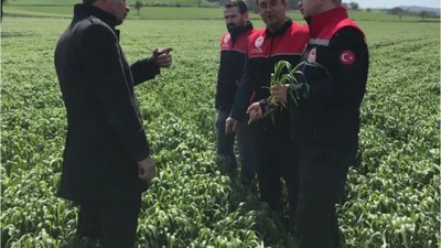 Yerli ve Milli Tohumlarla Hububat Üretimi Balıkesir'de