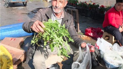 Burhaniye'de Otlar Geçim Kaynağı Oldu