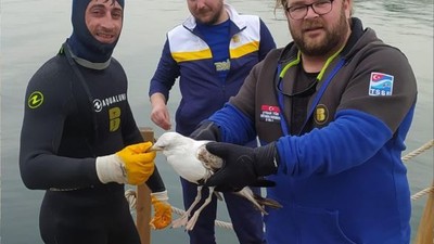 Yaralı martı özgürlüğe kanat çırptı