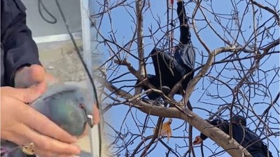 Ağaç dallarına takılan güvercini itfaiye kurtardı