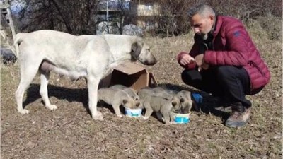 9 yavrusu bulunan sokak köpeğine mahalleli sahip çıkıyor