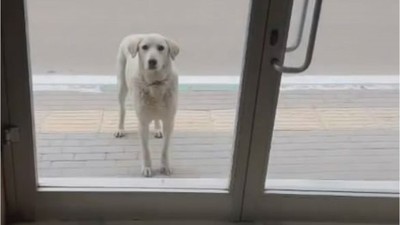 Her gün dükkana gelen köpeği besleyen esnaf yüzleri gülümsetti