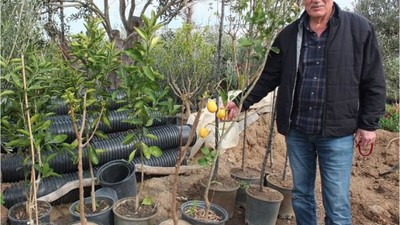 Burhaniye Meyve Fidanlarıyla Baharı Karşıladı
