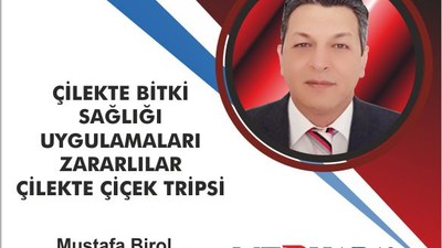 ÇİLEKTE BİTKİ SAĞLIĞI UYGULAMALARI ZARARLILAR – ÇİLEKTE ÇİÇEK TRİPSİ