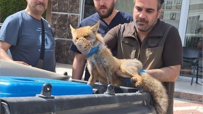 Balıkesir'de Şoka Giren Tilki Kurtarıldı