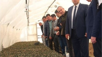 Balıkesir'in Odak Noktası Zeytin Üretimi