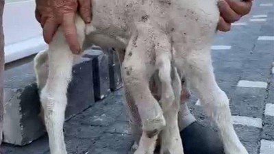 Altı Bacaklı Doğan Kuzu Şaşkınlık Yarattı