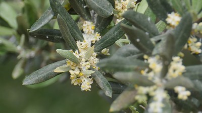 Edremit Körfezi'nde Zeytin Ağaçları Çiçekleniyor