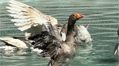 Edremit'te Ördekli Park Yeniden Canlandırıldı