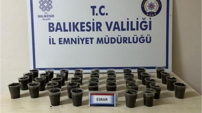 Erdek'te Esrar Yetiştiren Şahıs Yakalandı