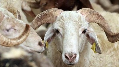Kurban Bayramı İçin Burhaniye'de Kesim Noktaları Hazır